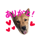 チビッ虎斗1（個別スタンプ：5）