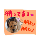 チビッ虎斗1（個別スタンプ：14）
