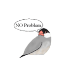 普段使い文鳥（個別スタンプ：3）