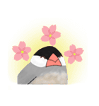 普段使い文鳥（個別スタンプ：8）