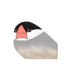 普段使い文鳥（個別スタンプ：19）
