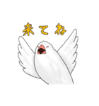 普段使い文鳥（個別スタンプ：23）