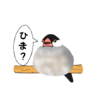 普段使い文鳥（個別スタンプ：24）