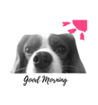キャバリア 犬（個別スタンプ：1）