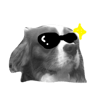 キャバリア 犬（個別スタンプ：3）