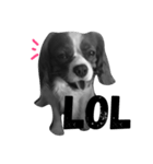 キャバリア 犬（個別スタンプ：11）