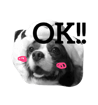 キャバリア 犬（個別スタンプ：14）