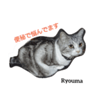 猫三兄妹(龍馬猫くん)（個別スタンプ：1）