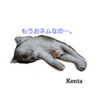 猫三兄妹(龍馬猫くん)（個別スタンプ：2）