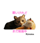 猫三兄妹(龍馬猫くん)（個別スタンプ：3）
