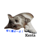 猫三兄妹(龍馬猫くん)（個別スタンプ：4）