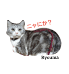 猫三兄妹(龍馬猫くん)（個別スタンプ：5）