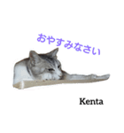 猫三兄妹(龍馬猫くん)（個別スタンプ：6）