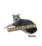 猫三兄妹(龍馬猫くん)（個別スタンプ：7）