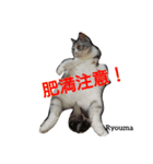 猫三兄妹(龍馬猫くん)（個別スタンプ：8）
