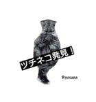 猫三兄妹(龍馬猫くん)（個別スタンプ：10）