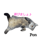猫三兄妹(龍馬猫くん)（個別スタンプ：11）
