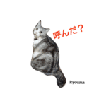 猫三兄妹(龍馬猫くん)（個別スタンプ：12）