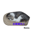 猫三兄妹(龍馬猫くん)（個別スタンプ：13）