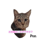 猫三兄妹(龍馬猫くん)（個別スタンプ：14）
