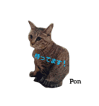 猫三兄妹(龍馬猫くん)（個別スタンプ：15）