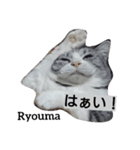 猫三兄妹(龍馬猫くん)（個別スタンプ：16）