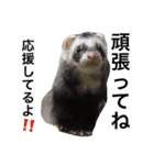 I LOVE FERRET 4 フェレット（個別スタンプ：1）