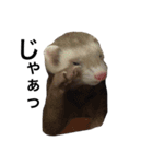 I LOVE FERRET 4 フェレット（個別スタンプ：3）