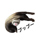 I LOVE FERRET 4 フェレット（個別スタンプ：4）