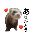 I LOVE FERRET 4 フェレット（個別スタンプ：5）