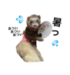 I LOVE FERRET 4 フェレット（個別スタンプ：6）