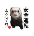 I LOVE FERRET 4 フェレット（個別スタンプ：7）