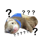 I LOVE FERRET 4 フェレット（個別スタンプ：8）