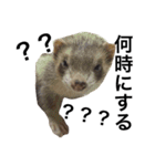 I LOVE FERRET 4 フェレット（個別スタンプ：9）