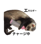 I LOVE FERRET 4 フェレット（個別スタンプ：10）