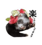 I LOVE FERRET 4 フェレット（個別スタンプ：16）