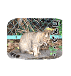 大阪・さくら猫（個別スタンプ：1）