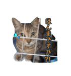 大阪・さくら猫（個別スタンプ：2）