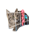 大阪・さくら猫（個別スタンプ：3）