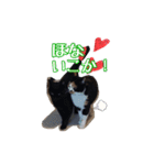 大阪・さくら猫（個別スタンプ：4）