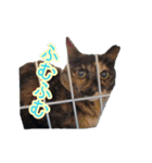 大阪・さくら猫（個別スタンプ：5）