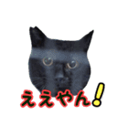 大阪・さくら猫（個別スタンプ：6）