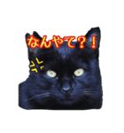 大阪・さくら猫（個別スタンプ：7）