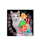 大阪・さくら猫（個別スタンプ：8）