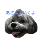 愛犬シープー殿（個別スタンプ：1）