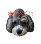 愛犬シープー殿（個別スタンプ：2）