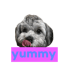 愛犬シープー殿（個別スタンプ：3）