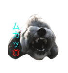 愛犬シープー殿（個別スタンプ：4）