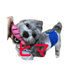愛犬シープー殿（個別スタンプ：5）