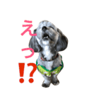 愛犬シープー殿（個別スタンプ：6）